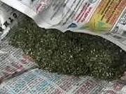 Наркополицейские края изъяли из незаконного оборота более 40 килограммов марихуаны