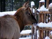 Теплолюбивых зверей и птиц ставропольского зоопарка перевели в закрытые вольеры