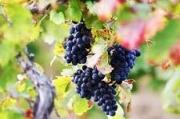 Минсельхоз края: Виноградарство - традиционная и социально значимая подотрасль
