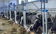 На Ставрополье началась активная работа по развитию молочного скотоводства