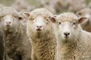 В племзаводе «Восток» обсудили вопросы состояния овцеводства в крае