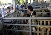 На Ставрополье прошла краевая выставка племенных овец и коз