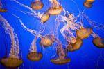 Рекомендации на случай укуса медузы