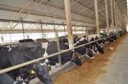На Ставрополье увеличивается поголовье крупного рогатого скота