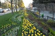 В Ставрополе вместо заборов расцветут цветочные клумбы