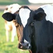 В крае увеличивается поголовье скота и производство мяса и молока