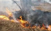 На Ставрополье горел 1 гектар насаждений крымской сосны
