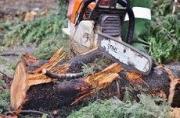 Джатдоев потребовал остановить вырубку деревьев по улице Доваторцев