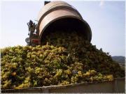 На виноградных плантациях Ставрополья идет массовая уборка винограда
