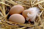 Специалисты из Кембриджа доказали, что от куриных яиц может быть только польза