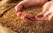 В крае собран рекордный за всю историю урожай зерновых