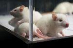 Американские ученые научились останавливать процесс старения мышей