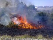 Пожарные спасли от огня хвойный лес