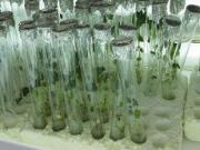 Швейцарская компания создаст на Ставрополье семеноводческую лабораторию