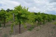 У ставропольских виноделов появился шанс увеличить производство