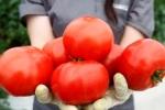Таблетки из томатов помогут сердечникам