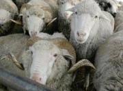 Будённовские стражи порядка помогли местному жителю вернуть 90 овец