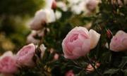 Инвесторы решили построить на Ставрополье питомник по разведению роз