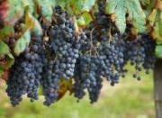 На Ставрополье виноградники появятся в каждом районе