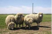 На Ставрополье разводят уникальную породу  овец