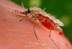 Что делать, если укусил комар