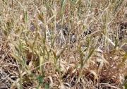 Суховей угрожает урожаю зерновых культур на востоке Ставрополья