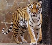 На Ставрополье из передвижного цирка сбежал тигр