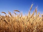 На Ставрополье преступная группа похищала с полей пшеницу