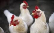 Житель Ставрополья украл у односельчанки четырёх куриц