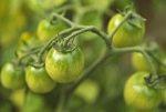 Яблоки и зеленые томаты спасают от атрофии мышц