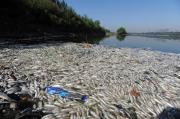 В Ставропольском крае от загрязнения воды погибает рыба
