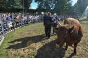 На Ставрополье выбрали рекордсменов среди коров и быков