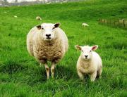 С пастбища на Ставрополье украли 25 овец