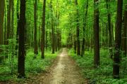 Ставропольские деревья получат «зеленые паспорта»