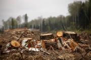 Подозреваемые в незаконной вырубке деревьев задержаны на Ставрополье