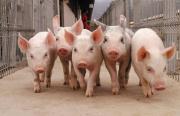 В Ставропольском крае приняли решение о возрождении свиноводства