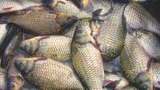 За шесть лет на Ставрополье удвоено производство рыбы