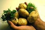 Обыкновенный картофель в народной медицине