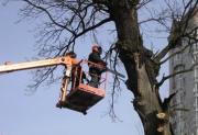 В Ставрополе продолжаются работы по очистке территории от аварийных и сухих деревьев