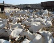 Меры по профилактике болезней животных обсудили в краевой Думе