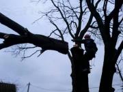 В Ставрополе массово заменяют старые и больные деревья