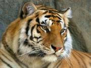 В Ессентуках тигрица родила четырех уникальных детенышей