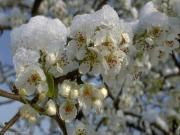 Фруктовые деревья могут пострадать из-за заморозков на Ставрополье