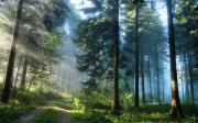Ставрополье отмечает Международный день лесов