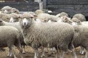 На Ставрополье чабан похитил 139 овцематок, чтобы решить личные проблемы