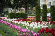 В Ставрополе к майским праздникам посадили более 100 тысяч тюльпанов