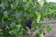 Развитие виноградарства на Ставрополье обсудили в Петровском районе