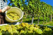 В 2,5 раза увеличились средства на развитие ставропольских виноградников