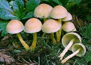В Ставрополе семь человек отравились грибами