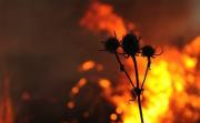 В некоторых районах Ставрополья 7 июля ожидается высокая пожароопасность